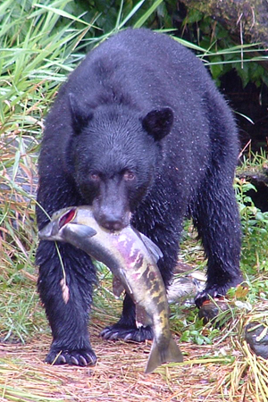 Black bear with chum salmon.